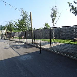 Common Ostrich exhibit