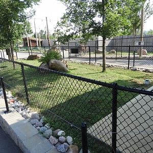 African Spurred Tortoise yard