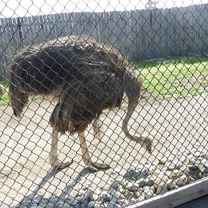 Common Ostrich (Struthio camelus)