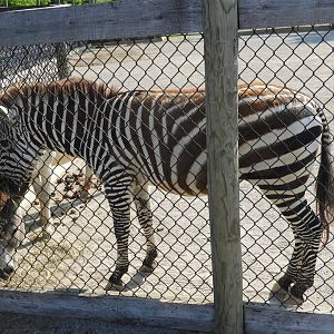 Plains Zebra (Equus quagga)