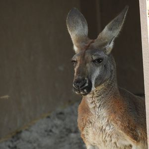 Red Kangaroo (Osphranter rufus)