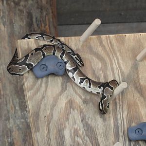 Ball Python (Python regius)