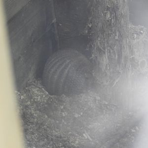 Large Hairy Armadillo (Chaetophractus villosus)