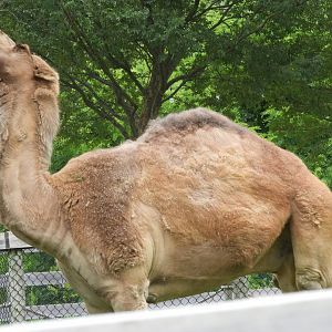Dromedary (Camelus dromedarius)
