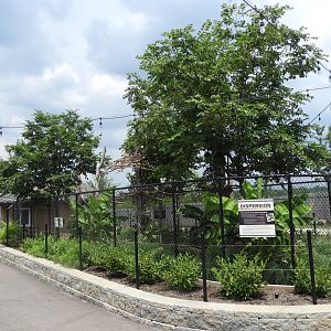 Hoffmann's Two-toed Sloth outdoor exhibit