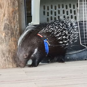 African Crested Porcupine (Hystrix africaeaustralis)