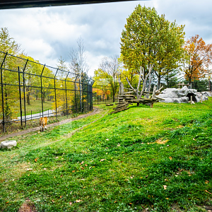 Amur Tiger Outdoor Exhibit 1