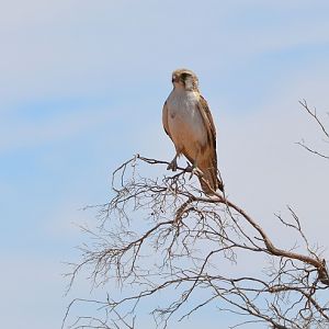 Brown falcon.  (Pale morph)