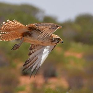 Brown falcon hunting.