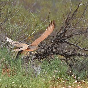 Brown falcon hunting 2.