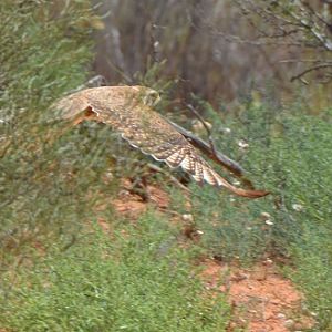 Brown falcon hunting 1