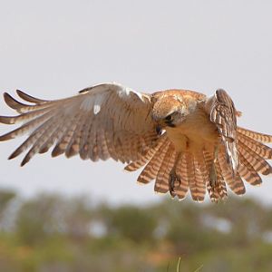 Brown falcon hovering. 2