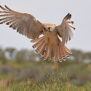Brown falcon hovering 1.
