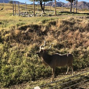 Greater Kudu