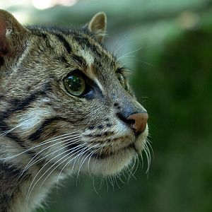 Fishing cat : Exmoor Zoo : 16 Sep 2020