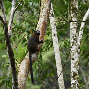 Lesson's saddle-back tamarin, (Leontocebus fuscus)