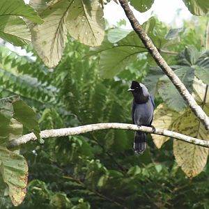 Violaceous jay (Cyanocorax violaceus)