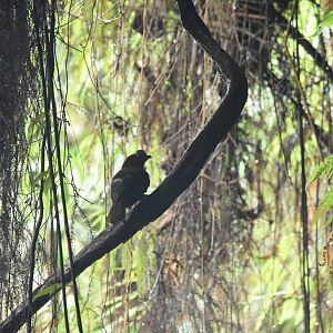 Female Andean cock-of-the-rock (Rupicola peruvianus)