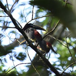 chestnut-eared araçari (Pteroglossus castanotis castanotis)