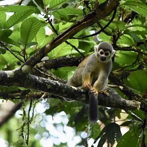 Ecuadorian squirrel monkey (Saimiri cassiquiarensis macrodon)