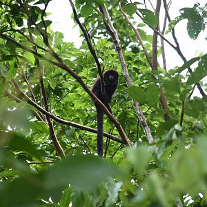 Colombian black-handed titi (Cheracebus medemi)