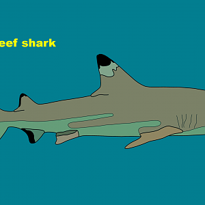 Blacktip reef shark (Carcharhinus melanopterus)