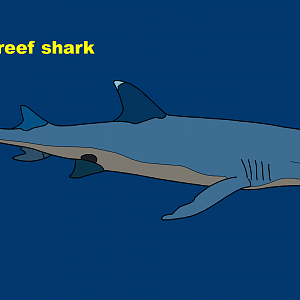 Whitetip reef shark (Triaenodon obesus)