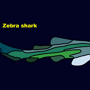 Zebra shark (Stegostoma fasciatum)
