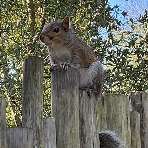 Eastern Grey Squirrel (Sciurus carolinensis)