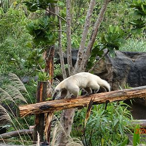 Southern Tamandua (Tamandua tetradactyla)