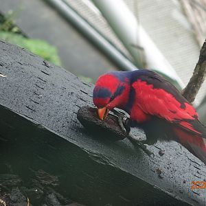 Red-and-blue Lory (Eos histrio)
