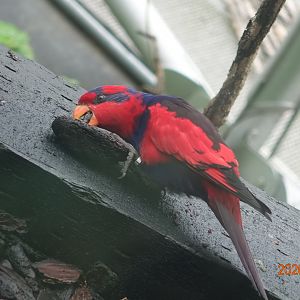 Red-and-blue Lory (Eos histrio)