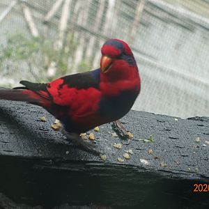 Red-and-blue Lory (Eos histrio)