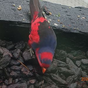 Red-and-blue Lory (Eos histrio)