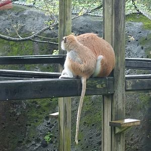 Patas Monkey(Erythrocebus patas)
