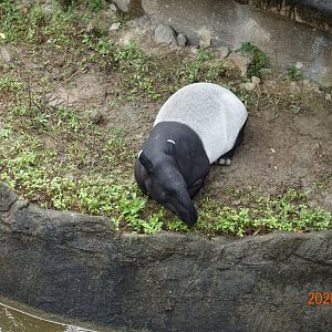Malayan Tapir (Tapirus indicus)