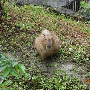 Capybara (Hydrochoerus hydrochaeris)