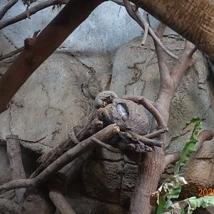 Formosan Pangolin (Manis pentadactyla pentadactyla)