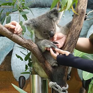 Koala (Phascolarctos cinereus)