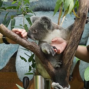 Koala (Phascolarctos cinereus)