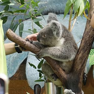 Koala (Phascolarctos cinereus)