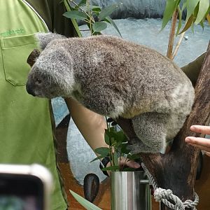 Koala (Phascolarctos cinereus)