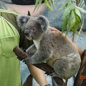Koala (Phascolarctos cinereus)