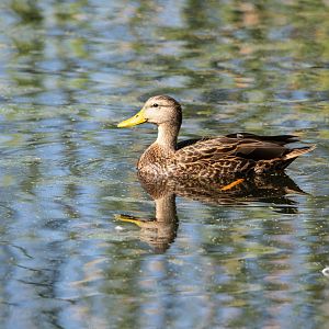 Mexican Duck- Anas diazi