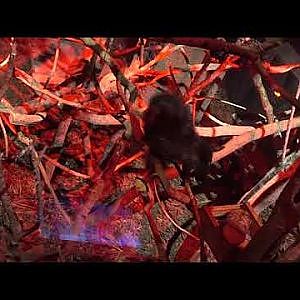 Aye-aye (Daubentonia madagascariensis)