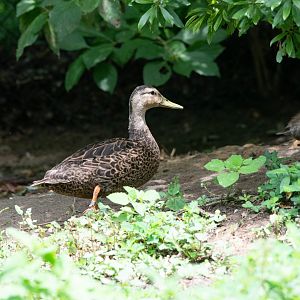 Mottled Duck- Anas fulvigula