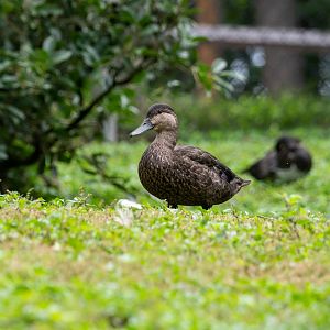 American Black Duck- Anas rubripes