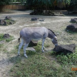 Somali Wild Ass (Equus africanus somaliensis)