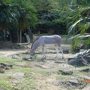 Somali Wild Ass (Equus africanus somaliensis)