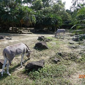 Somali Wild Ass (Equus africanus somaliensis)